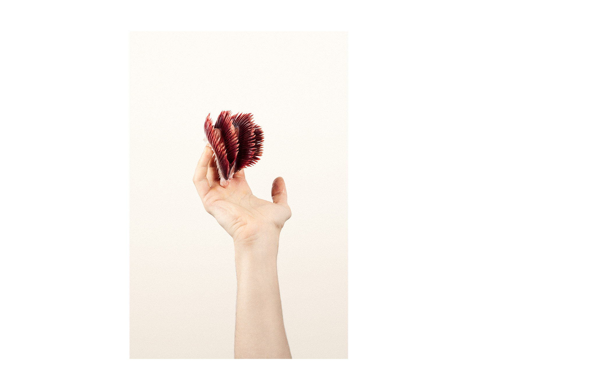 minimal visual art Maguro by Studio Otherness