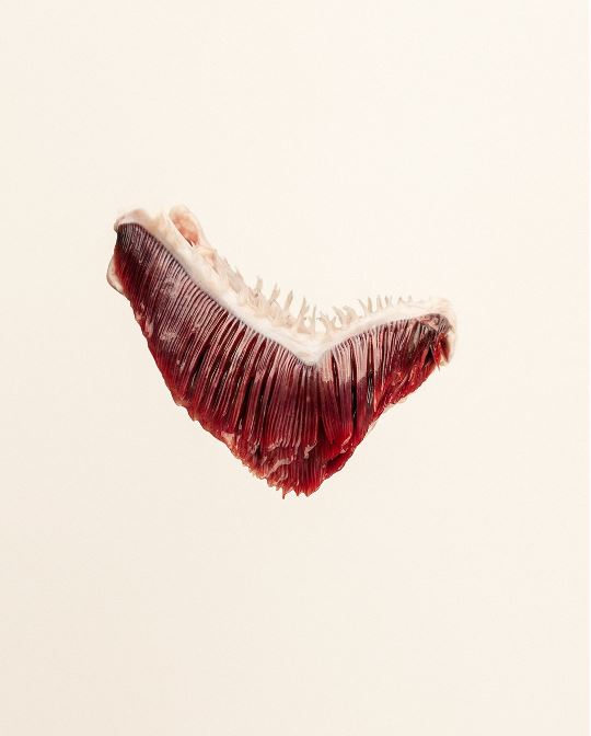 minimal visual art Maguro by Studio Otherness